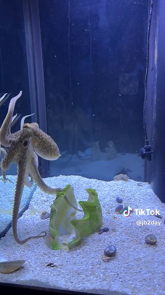 Octopus Hunting: A Colorful Underwater Adventure