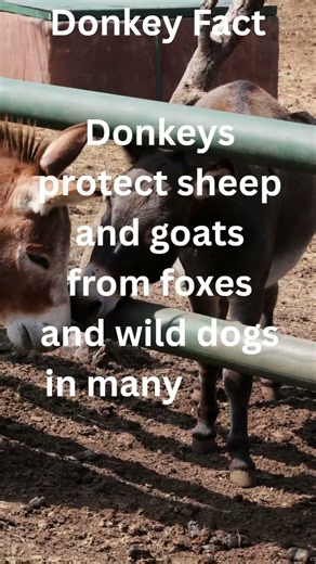 Donkeys facts #shortsviral