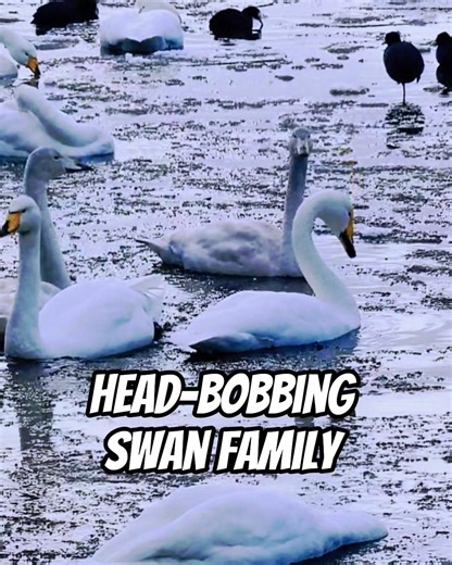 Head-Bobbing Swan Family #winter #shorts