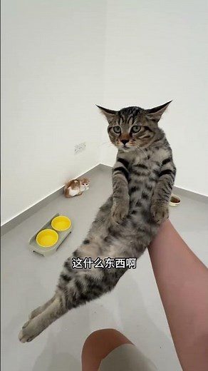 【#PuPu噗噗】这小猫保质期怎么这么短 #万物可爱计划