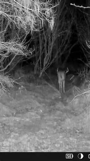 Good one next year. Thanks @WiseEyeNation trail cams! #publiclandhunting