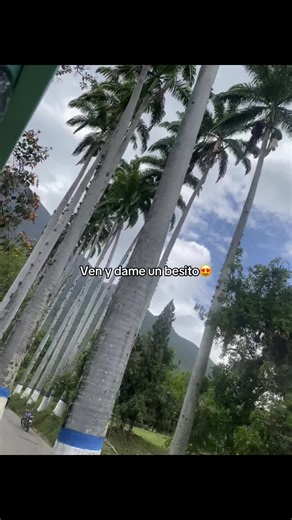 Exploring Tall Palm Trees in Tropical Landscapes