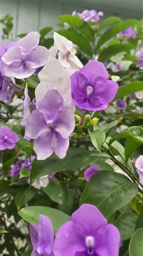 Stunning Flowering Tree Close-Up