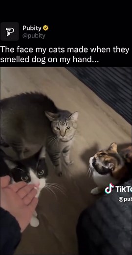 Why Cats Make That Funny Face When They Smell Things