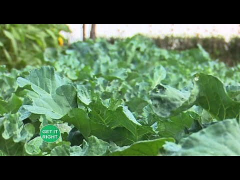 An Organic farm guide from a 10-year experience in good agroecology - Get it right part 1