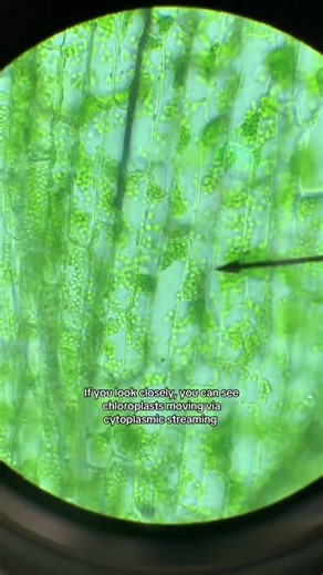 Plant Chloroplasts under a microscope!