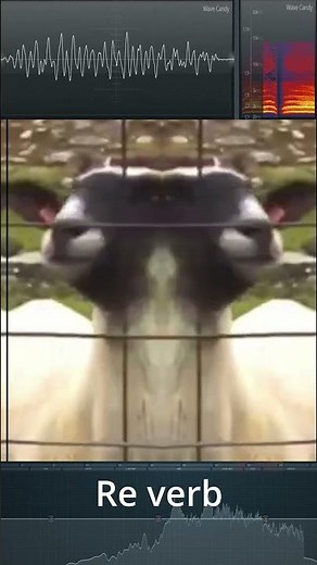 Screaming sheep meme sound effects in reverse reverb pitch