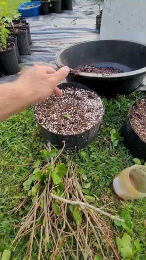 Propagating Crepe Myrtles By Cuttings!!