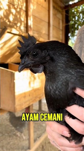 5 More Chicken Breeds That Will Surprise You (Part 2) #chicken #birds #nature #chicks