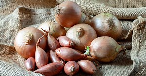Ail, oignon, échalote… quand les planter dans mon potager ?
