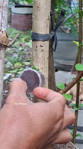 Air Layering Grafting Techniques for Bonsai