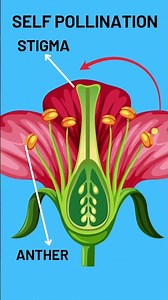 3D animation of self pollination #biology #science