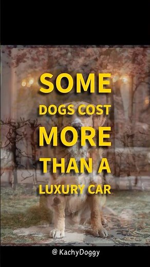 Top 5 Most Expensive Dogs in the World #short