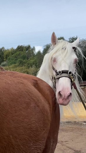 Lusitano Stallion Reproduction Season: Natural Mating Services