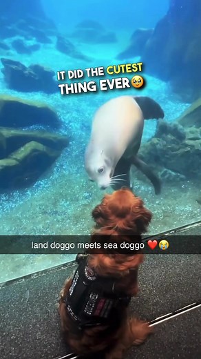 Sea Lion gives doggo some kisses ❤️ #sealion #doggo #landdoggo #seadoggo #adorableanimals #dogs #brennanrogers 🎥 (N/A via @collab)