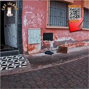 138K views · 10K reactions | Oh my goodness, those are the sounds of kittens crying! - Trying to rescue a mama cat with her kittens. | Cartoons Family Diana And Roma | Facebook