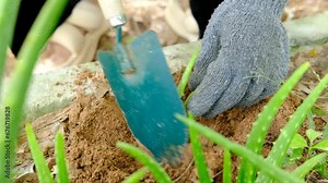 Farmer's hands planting aloe vera seedlings in the farmland.