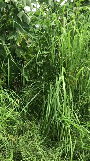 Inspiring Story of a Zambian Army Survivor