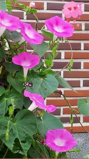 Annual hedge, morning glory, common rhododendron, #flowers
