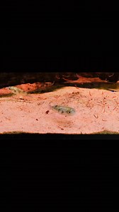 1.5K views · 13 reactions | Stable amazon pufferfish, Colomesus asellus. A true freshwater species that is relatively peaceful and hardly bothers any other fish out of aggression. | Iwarna Aquafarm | Facebook