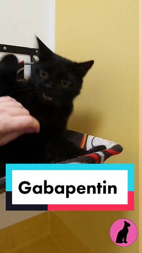 Relief for a Stressed Cat with Gabapentin | Transformation Revealed