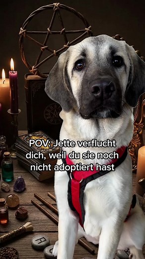 Entdecke dein perfektes Tierheim-Match mit Jette