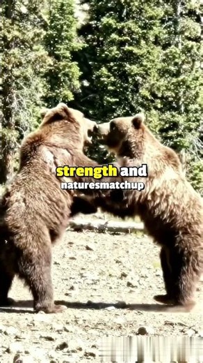 Grizzly vs Tiger — Who Really Wins?