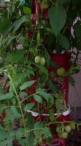 Tomatoes and banana peppers in off grid hydroponics. No pumps, no soil, no filters, no meters. Also a little peek at the sisho, mint and cinnamon flavored basil. | Keep on Growin'