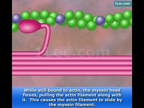 Myofilament Contraction