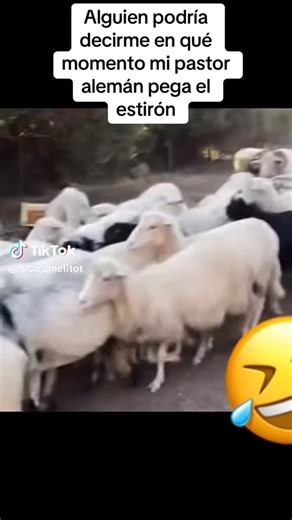 EL REFUGIO DE MORGANNA on Instagram