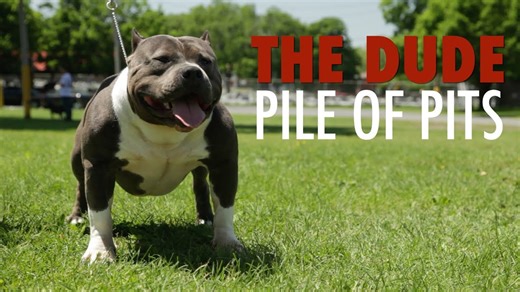 American bully - Ch. The Dude