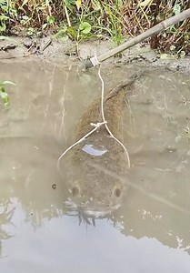 388K views · 1.1K reactions | Fishing Done Right!  | Viral Stories | Facebook