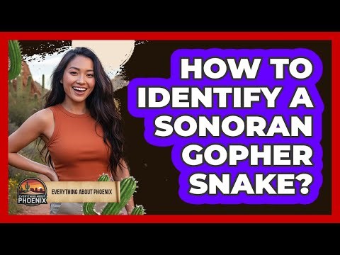 How To Identify a Sonoran Gopher Snake?