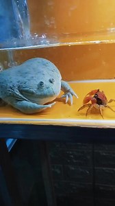 Crab Vs. Frog #animal #fishinglife #fbreelsfypシviral #fishingtime #fishingislife #fish #fishingtrip #cutiesfish #cutefish #reel2024 #foryou #fbreels #trendingreels #trendingvideo | Harry Hana