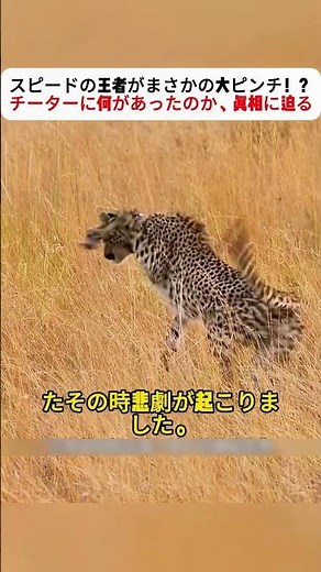 スピードの王者がまさかの大ピンチ！？ チーターに何があったのか、真相に迫る #チーターの運命 #野生動物のリアル #感動の救出劇 #自然の厳しさ #ハイエナの襲撃