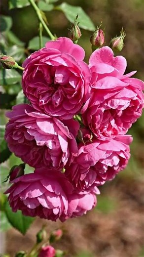 #❤️I LIKE ROSE FIOWER 🌹