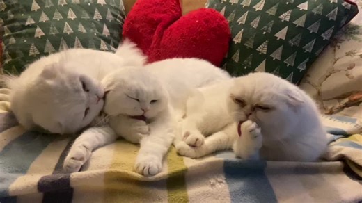 Cat Family Bathtime: Adorable Grooming Moments