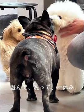 🌙夏の夜も快適に遊べる室内ドッグラン🐾