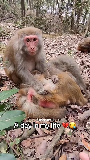 Daily vlog of my boring life 😴 part 2 | Medazelli Automatic