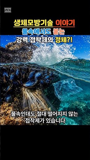 물속에서도 붙는 홍합 접착제｜수술용 접착제가 된 자연의 기술 #홍합접착제 #생체모방기술 #윤별TV