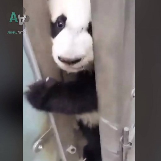 145K views · 446 reactions | This is why I love pandas  | Animal Antics | Facebook