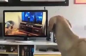 52K views · 676 reactions | Bamboozled Again on Reels | Facebook