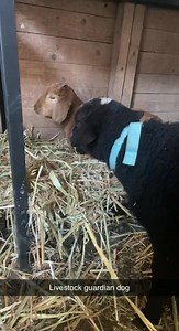 My Farms growing 🤣 | Lydia Rotary