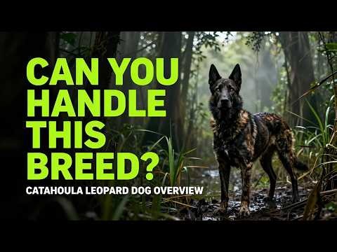 ***Everything You Need to Know About the Catahoula Leopard Dog (Before You Get One!)***