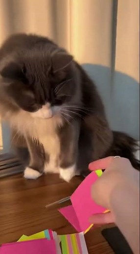 Cat Destroys Sticky Notes Then Apologizes!