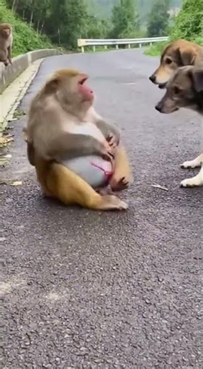 Poor big monkey cries baby hit #funny moments #animals #wildlife