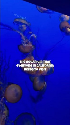 The aquarium in California that everyone needs to visit!