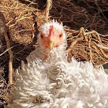 Talking Chickens - Edna - When Chickens Talk