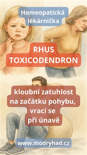 Rhus toxicodendron je jeden z hlavních léků při ztuhlosti, vyrážkách i potížích po prochladnutí nebo vlhku. #homeopatie #rhustoxicodendron #bolestikloubu #nestovice #ischias #modryhad #prirodnilecba | Poradna Modrý had