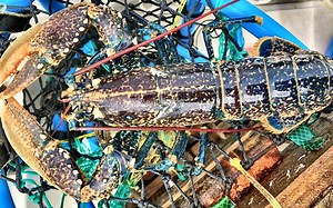 [搬] The Fish Locker [老外赶海]2020最佳收网龙虾